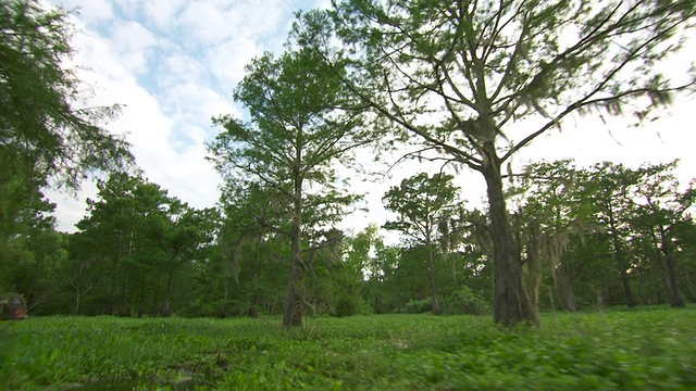 MS POV Atchafalaya盆地沼泽移动穿过植被/ Atchafalaya盆地，路易斯安那州，美国视频素材