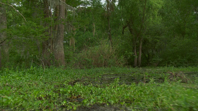 MS POV Atchafalaya盆地沼泽移动穿过植被/ Atchafalaya盆地，路易斯安那州，美国视频素材