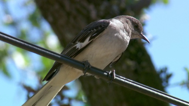 MS Bird on wire /新奥尔良，路易斯安那，美国视频素材