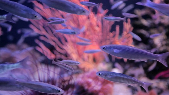 鱼在水族馆视频素材