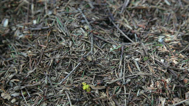 人群密集的地方与蚂蚁视频素材