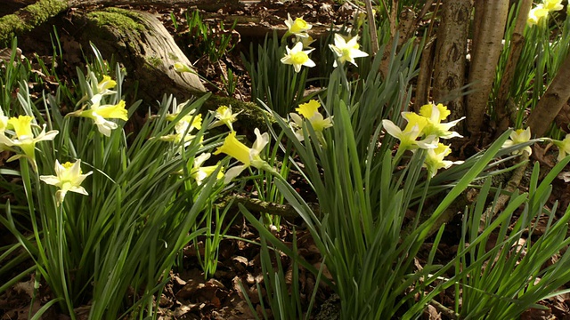 T/L水仙花(Narcissus sp.)起源于英国视频下载