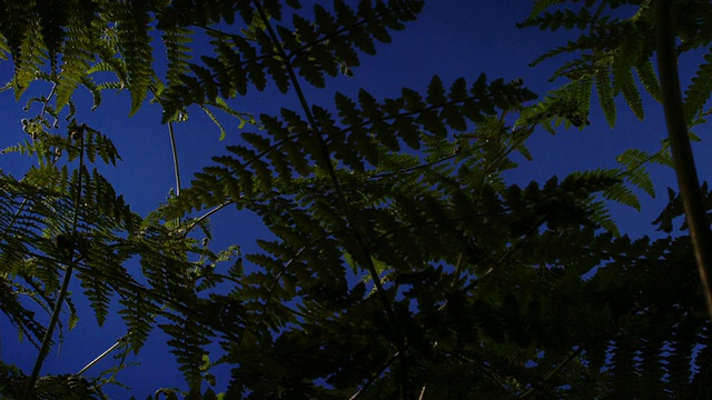 T/L蕨类植物(Pteridium sp.)生长在蓝色，英国视频下载