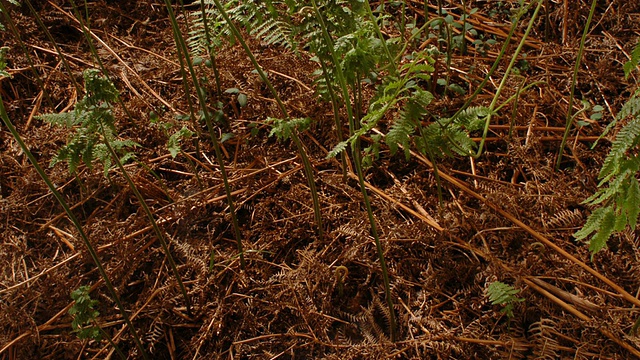 从死叶中生长的蕨类植物，英国，追溯视频素材