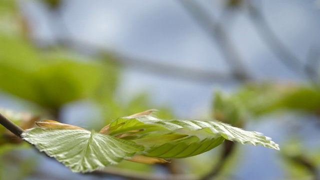 T/L山毛榉(山毛榉山毛榉属)芽裂成叶，英国，美国视频素材