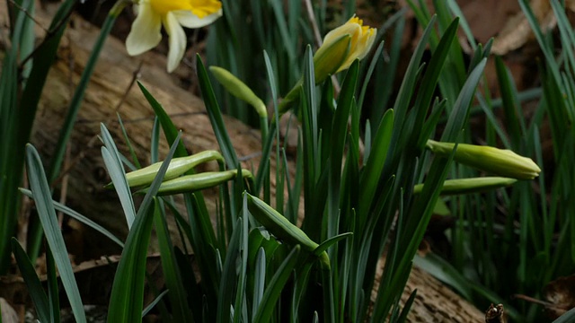 T/L水仙花(Narcissus sp.)开放，中景，旋转取2株，英株视频素材