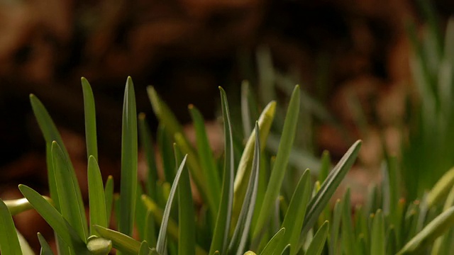 T/L水仙(Narcissus sp.)向上生长，花朵开放，中景取1株，英国视频素材