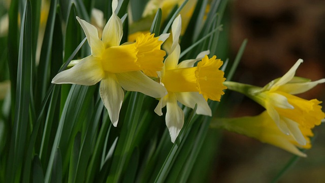 T/L水仙花(Narcissus sp.)开放，中景拍摄2，英国视频素材