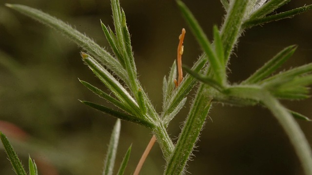 T/L菟丝子(Cuscuta sp.) BCU芽匍匐寄主植物，英国视频素材