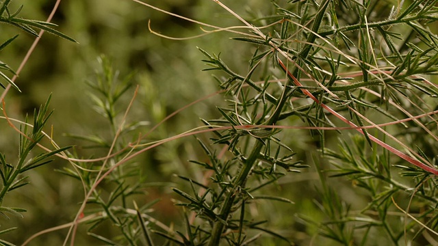 菟丝子(Cuscuta sp.)超越寄主植物，MS track，英国视频素材