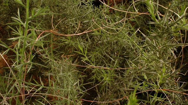 T/L菟丝子(Cuscuta sp.)超负荷寄主植物，英国视频素材