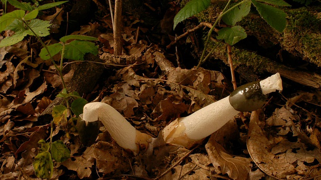 T/L臭角菌(Phallus impudicus)向上生长，英国，视频素材