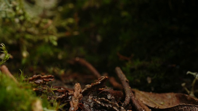 T/L金雀花(Ulex sp.)幼苗在地面上，英国视频素材