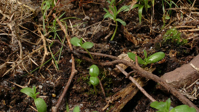 T/L Gorse (Ulex sp.)从幼苗追溯到幼苗，英国视频素材