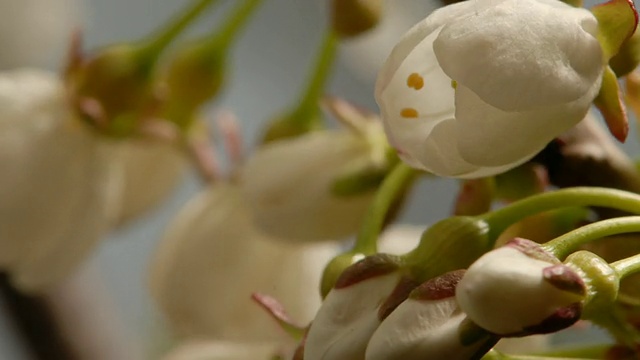 T/L树花樱桃(Prunus sp.)开花，英国，BCU视频素材