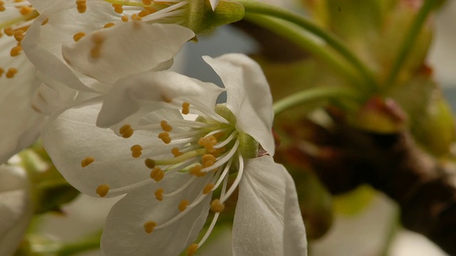 T/L树花樱桃(Prunus sp.)开花，英国，BCU视频素材