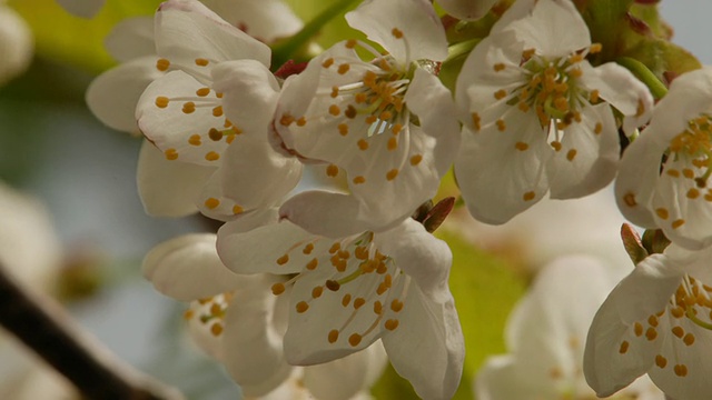 T/L树花樱桃(Prunus sp.)开花，英国，BCU视频素材