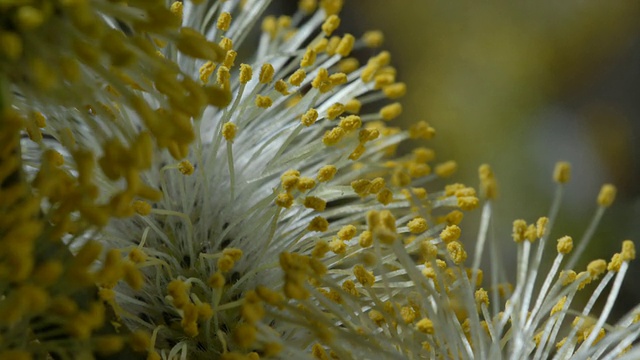 T/L树花，柳(Salix sp.)柳絮开花，英国，CU视频素材