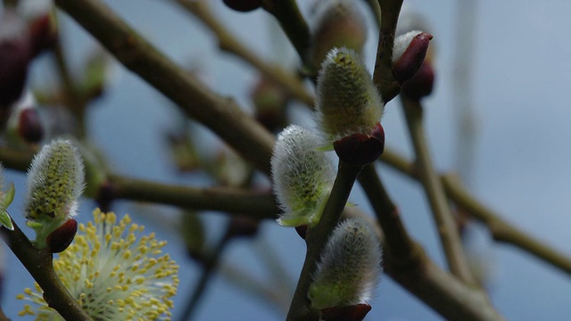 T/L柳(Salix sp.)柳絮开花，英国，MS视频素材