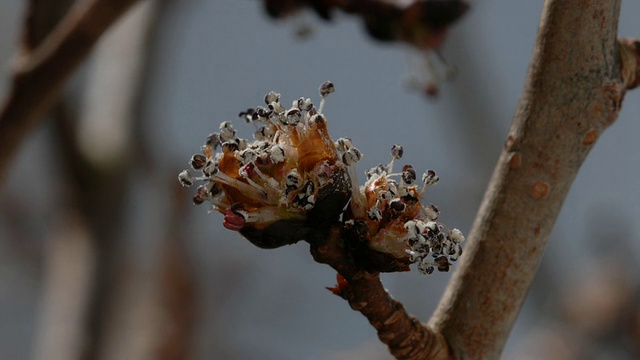 T/L Wych榆树(Ulmus glabra)花开放，英国，美国视频素材