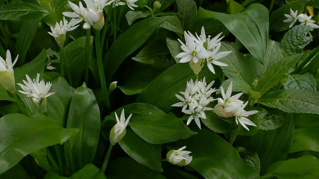 T/L野生大蒜(Allium ursinum)开花，英国，MS视频素材