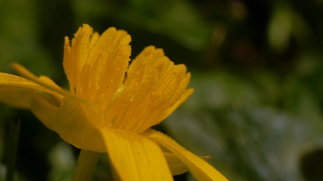 T/L小白屈菜(毛茛)开口，BCU，侧视图，正面光照，英国视频素材