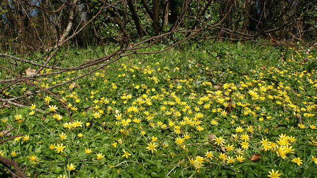 T/L阴影通过小白屈菜(毛茛属ficaria)花开放低，西澳大利亚，英国视频下载