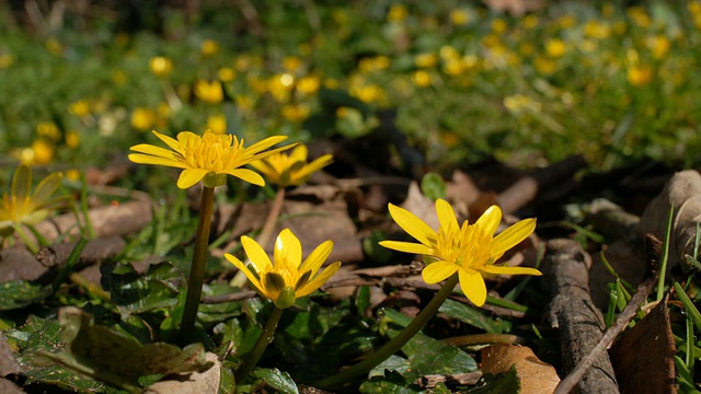 T/L小白屈菜(毛茛属ficaria)开口，地面水平，英国视频素材