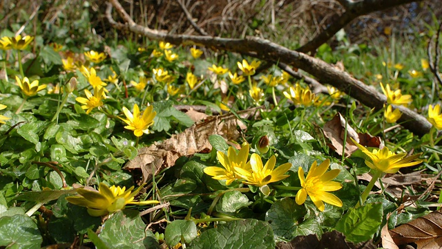 T/L小白屈菜(毛茛属ficaria)开口，地面水平，英国视频素材