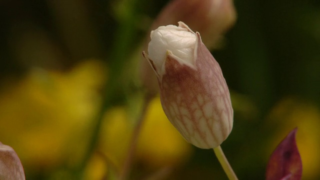 T/L海棠(Silene maritima)芽展开，CU take 1，英国海岸花视频素材