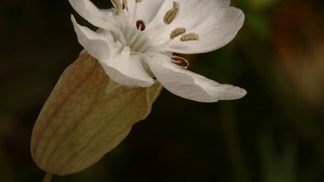 T/L Sea Campion (Silene maritima)花蕾开放开花，CU take 1，英国沿海花视频素材