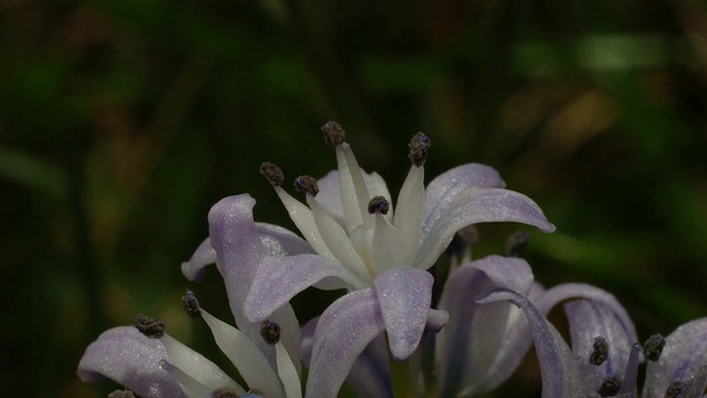 T/L春Squill (Scilla verna)花开，MCU，英国海岸花视频素材