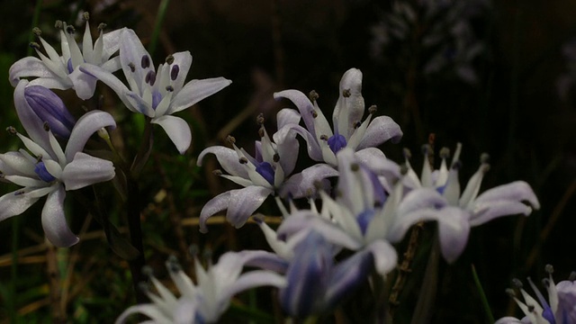 T/L春Squill (Scilla verna)花开放，MS，英国海岸花视频素材