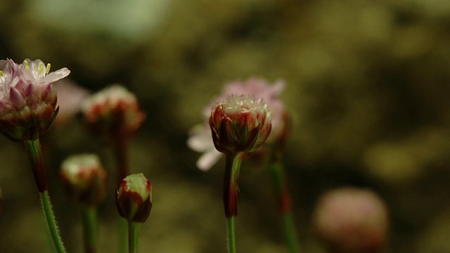 T/L海竹(芳草属)芽生长，英国海岸花视频素材