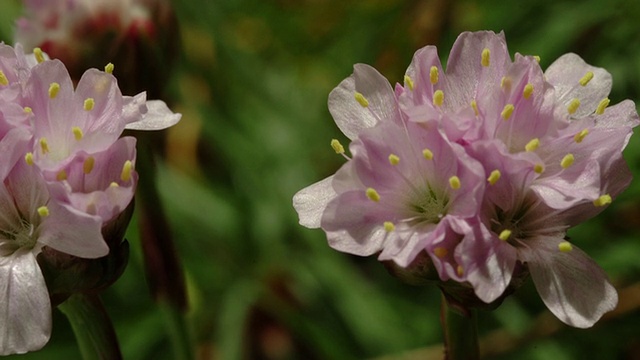 T/L海thrift (Armeria sp.) MCU开花，英国沿海花卉视频素材