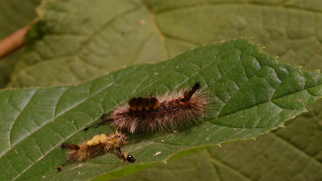 英国，T/L汽化蛾(oryia antiqua)毛虫蜕皮后吃叶子视频素材