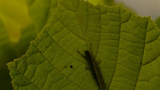 T/L蒸汽蛾(Orgyia antiqua)毛虫在榛(Corylus sp.)旋转换毛平台上，英国视频素材