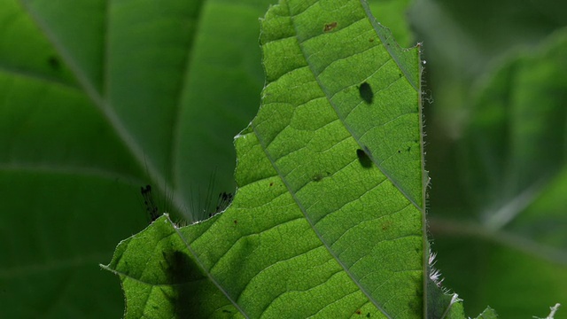 T/L Vapourer moth (Orgyia antiqua) caterpillar吃榛(Corylus sp.)叶视频素材