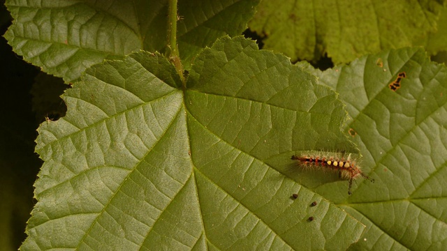 T/L汽蛾(Orgyia antiqua)毛虫吃榛(Corylus sp.)叶摄1，英国视频素材