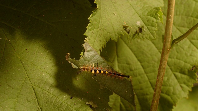 T/L汽蛾(Orgyia antiqua)毛虫吃榛(Corylus sp.)叶摄2张，英国视频素材