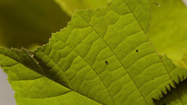 T/L汽蛾(Orgyia antiqua)毛虫吃榛(Corylus sp.)叶子3，英国视频素材