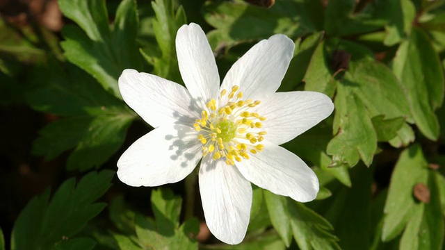 T/L木银莲花(银莲花)花转向面对太阳-太阳跟踪，MCU，风，英国林地视频素材