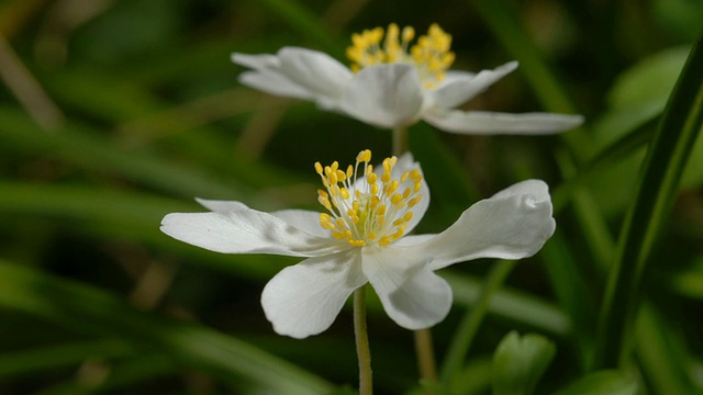 T/L木海葵(Anemone nemorosa) MCU侧视图，英国林地视频素材