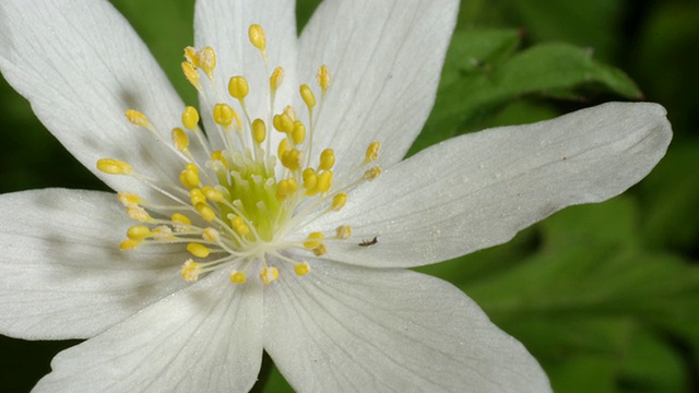 T/L木海葵(Anemone nemorosa)变成拍摄，CU顶部拍摄，英国林地视频素材