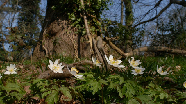 T/L木银莲花(银莲花)低地WA，英国林地视频素材