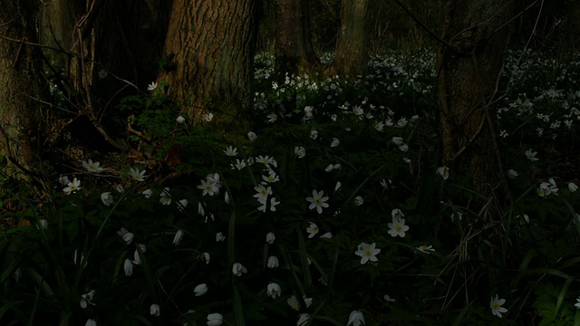 T/L木海葵(Anemone nemorosa) WA，英国林地视频素材