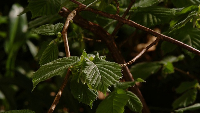 T/L榛(Corylus sp.)在林地的叶片生长，较低的res quicktime，英国视频素材