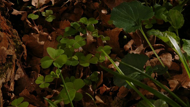 T/L在森林地面上的酢浆草(Oxalis sp.)叶子对光强的反应，睡眠运动-较低的res quicktime，英国林地视频素材