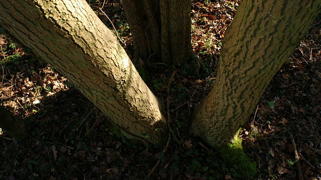 T/L阴影移动在Ash (Fraxinus sp.)灌丛凳子，林地，英国视频素材