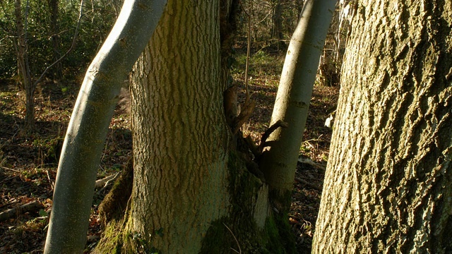 T/L Ash (Fraxinus sp.)树干阴影取1，林地，英国视频素材